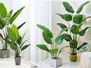 仿生植物抗静电剂：科技守护绿色之美